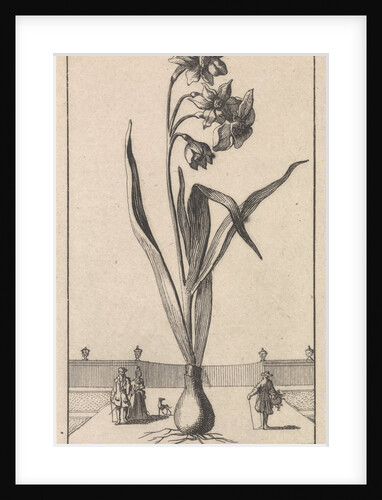 Narcissus by Jan Claesz ten Hoorn