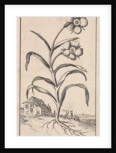Flower by Jan Claesz ten Hoorn