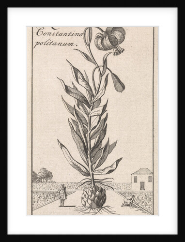 Lily of Constantinople by Jan Claesz ten Hoorn