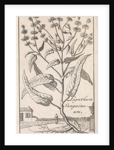 Plant by Jan Claesz ten Hoorn