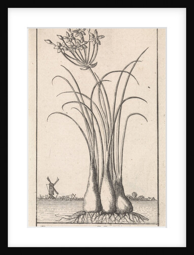 Common spike-rush, creeping spike-rush or marsh spike-rush, Eleocharis palustris by Jan Claesz ten Hoorn