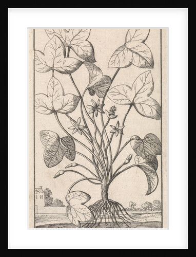 Herb by Jan Claesz ten Hoorn