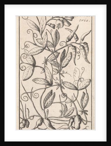 Lathyrus tuberosus, also known as the tuberous pea, tuberous vetchling, earthnut pea, aardaker by Anonymous