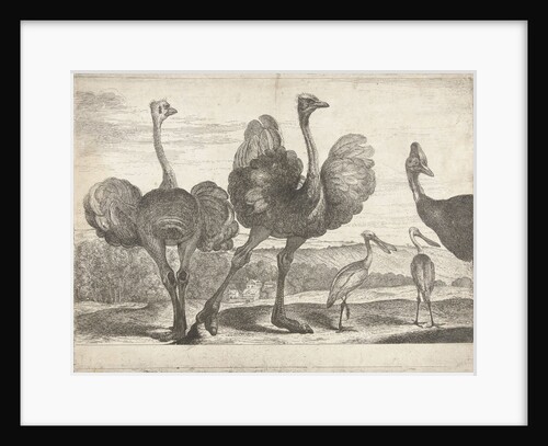 Ostriches, cassowary and spoonbill by Peeter Boel