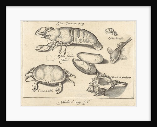 Lobster, crab and shells by Francoys van Beusekom