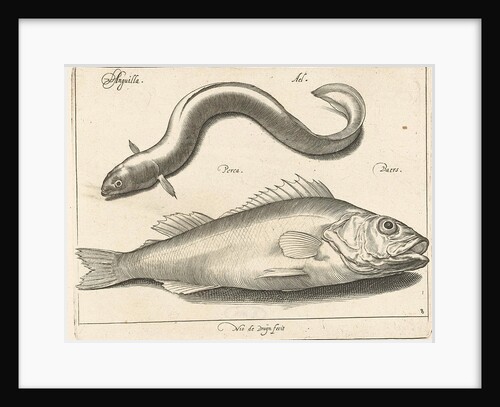 Eel and bass by Nicolaes de Bruyn