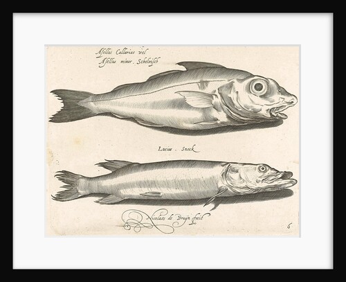 Haddock and pike by Nicolaes de Bruyn