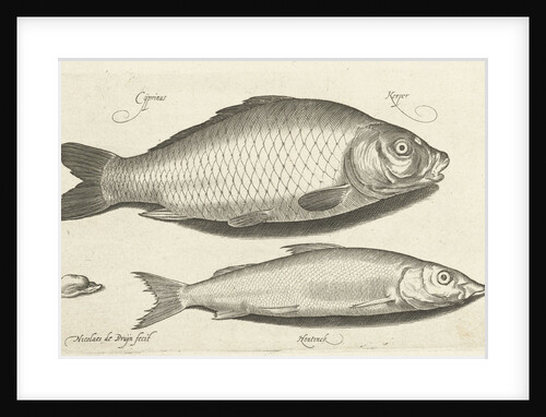 Carp and whitefish by Nicolaes de Bruyn
