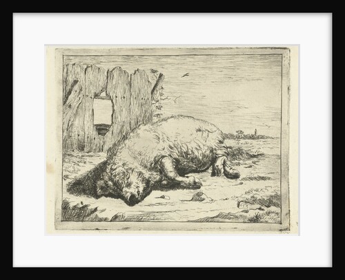 Lying pig by Paulus Potter