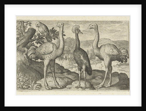 Crane between two ostriches by Francoys van Beusekom