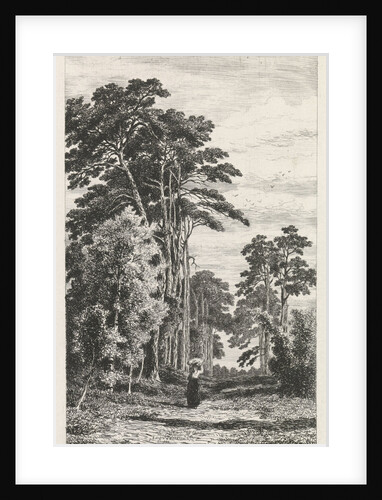 Dennenlaan by Alexander Mollinger