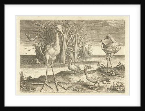 Some waterfowl on a shore by Adriaen Collaert