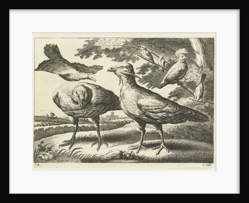 Geese and a cockatoo by Francis Barlow