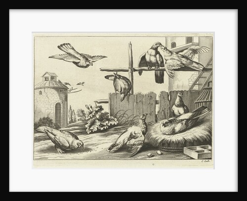 Pigeons in a dovecote by Francis Barlow