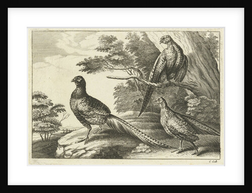 Three pheasants by Francis Barlow