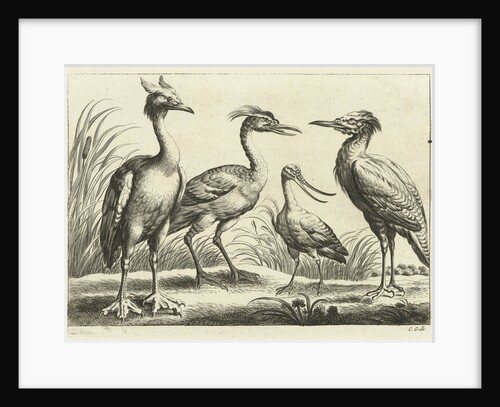 Four birds by Francis Barlow