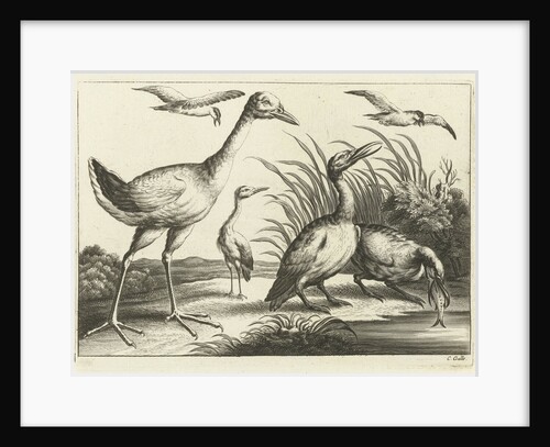 Waterfowl by Francis Barlow