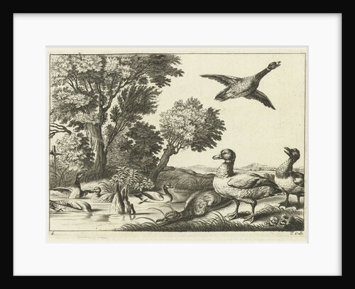 Ducks by Francis Barlow