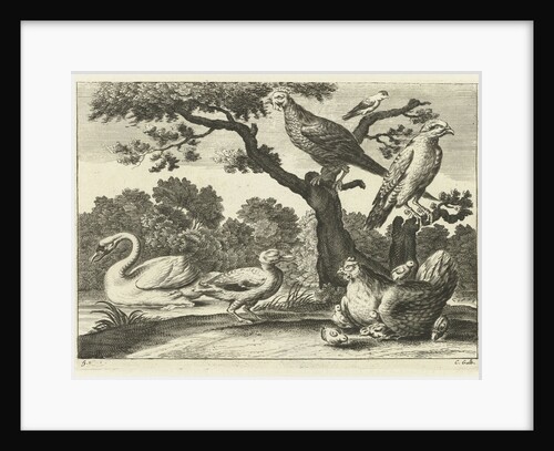 Swan, hen with chicks and other birds by Francis Barlow