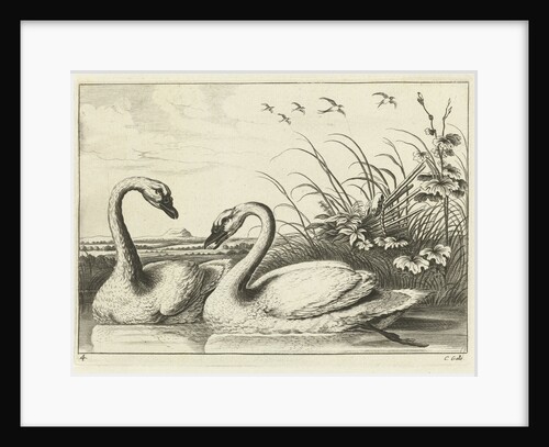 Two swans by Francis Barlow