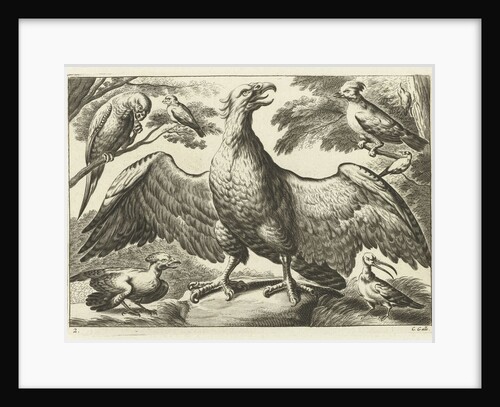 Eagle by Francis Barlow