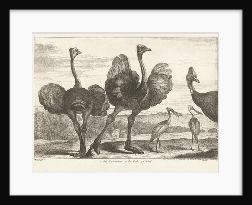 Ostriches, cassowary and spoonbill by Lodewijk XIV