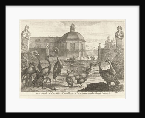 Birds by Lodewijk XIV