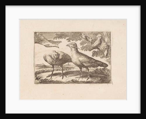 Geese and a cockatoo by Pieter Schenk I