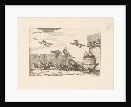 Pigeons by Pieter Schenk I