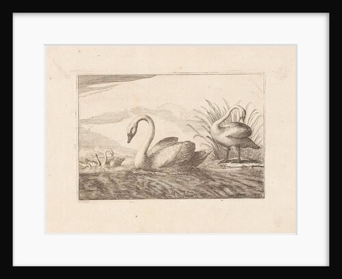 Swans by Pieter Schenk I