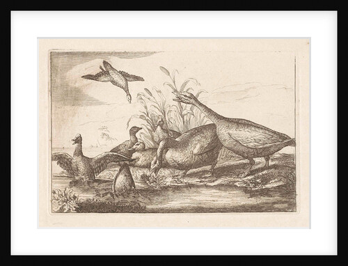 Ducks and geese by Pieter Schenk I