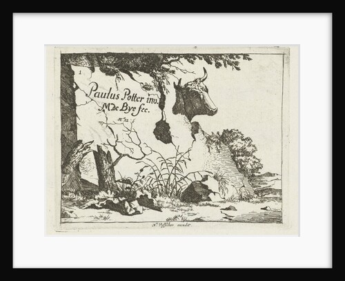 Cup of an ox behind a rock by Nicolaes Visscher I