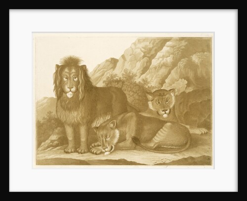 Lion and two lionesses by Isaac van Haastert