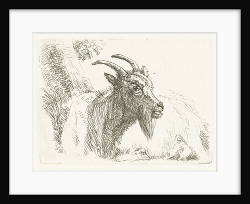 Lying goat by Jan Dasveldt