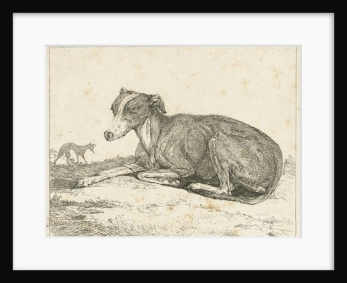 Greyhounds by Jan Dasveldt