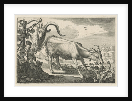 Two goats in a vineyard by Nicolaes Visscher I