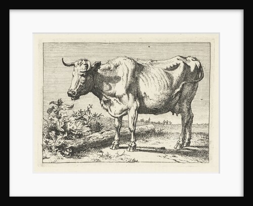 Cow with twisted horns by Paulus Potter