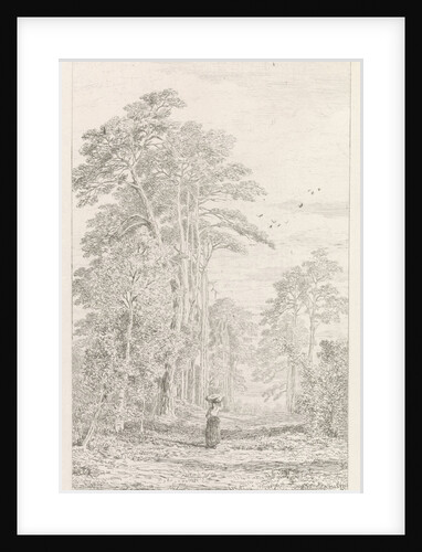 Dennenlaan by Alexander Mollinger