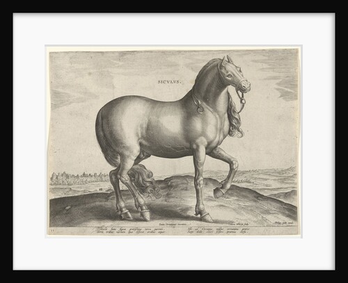 Horse from Sicily (Siculus) by Philips Galle