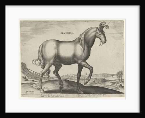 Horse of Armenia Arminius by Philips Galle