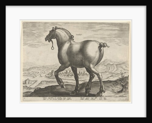 Horse from Saxony Germany by Philips Galle