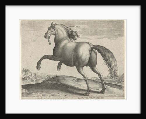 horse from Spain (Hispanus Alter) by Philips Galle