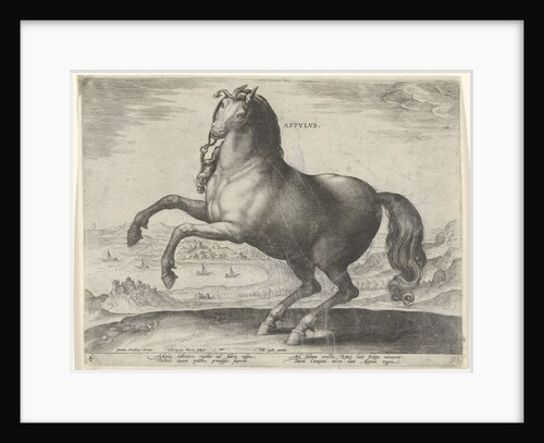 Horse from Southern Italy Appulus by Philips Galle