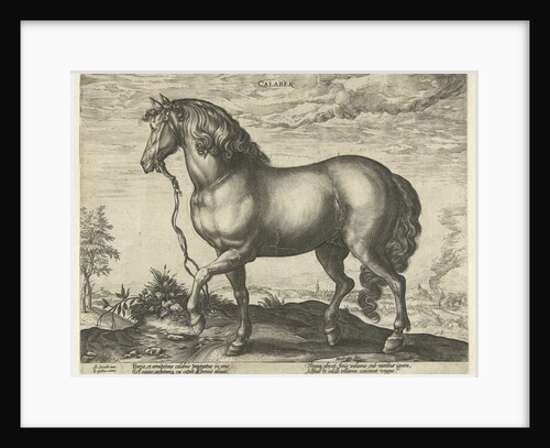 Horse from Calabria by Philips Galle