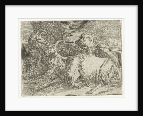 Two goats and two sheep by Jan van Ossenbeeck