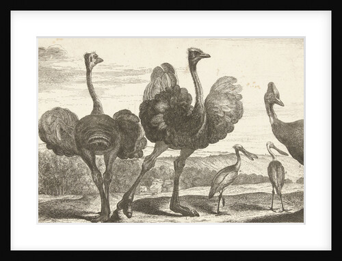 Ostriches, cassowary and spoonbill by Lodewijk XIV