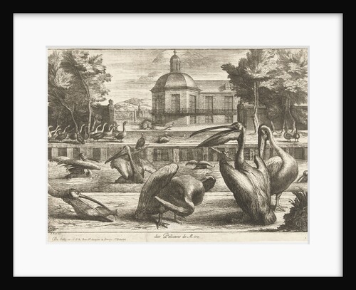 Pelicans by King of France