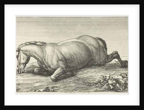 Killed horse lying on stomach by unknown