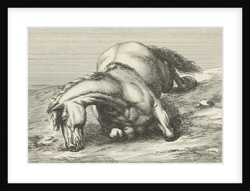 Killed horse by Anonymous