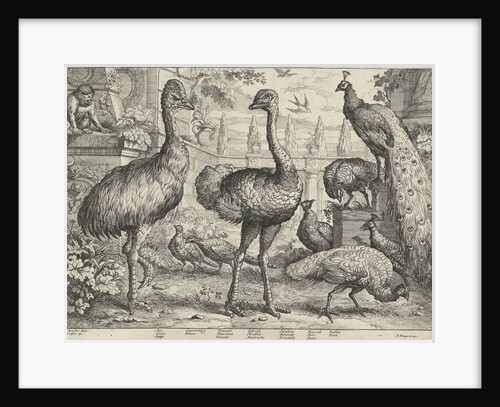 Various birds and a monkey by Pierce Tempest